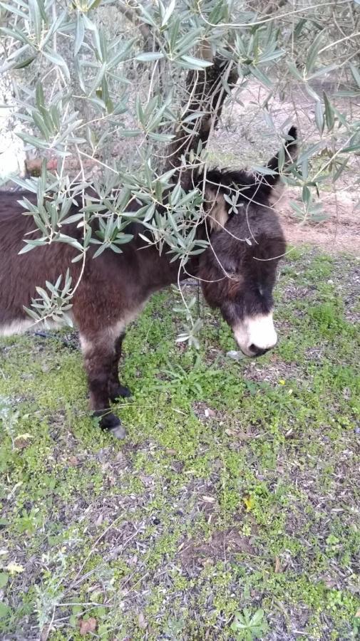 La Isabelita Villa Andújar Kültér fotó